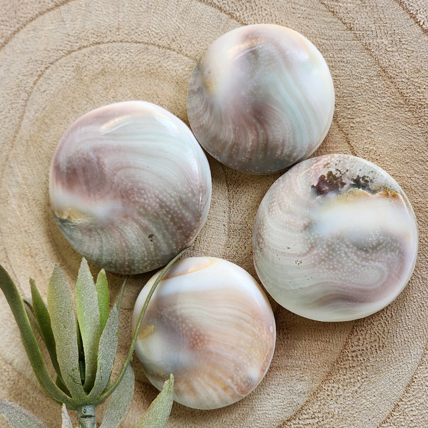 Shiva Shell | Round - Large