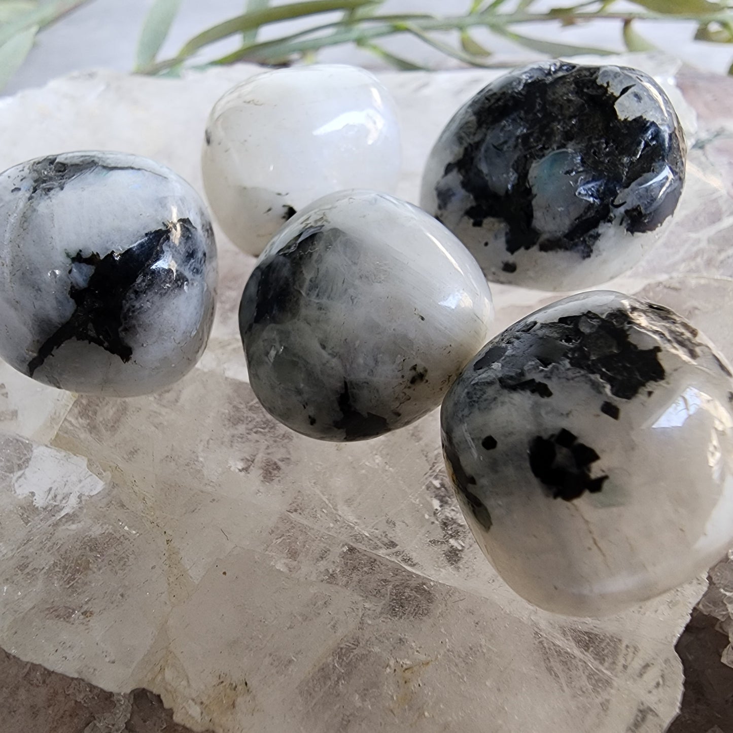 Rainbow Moonstone | Tumble - Small