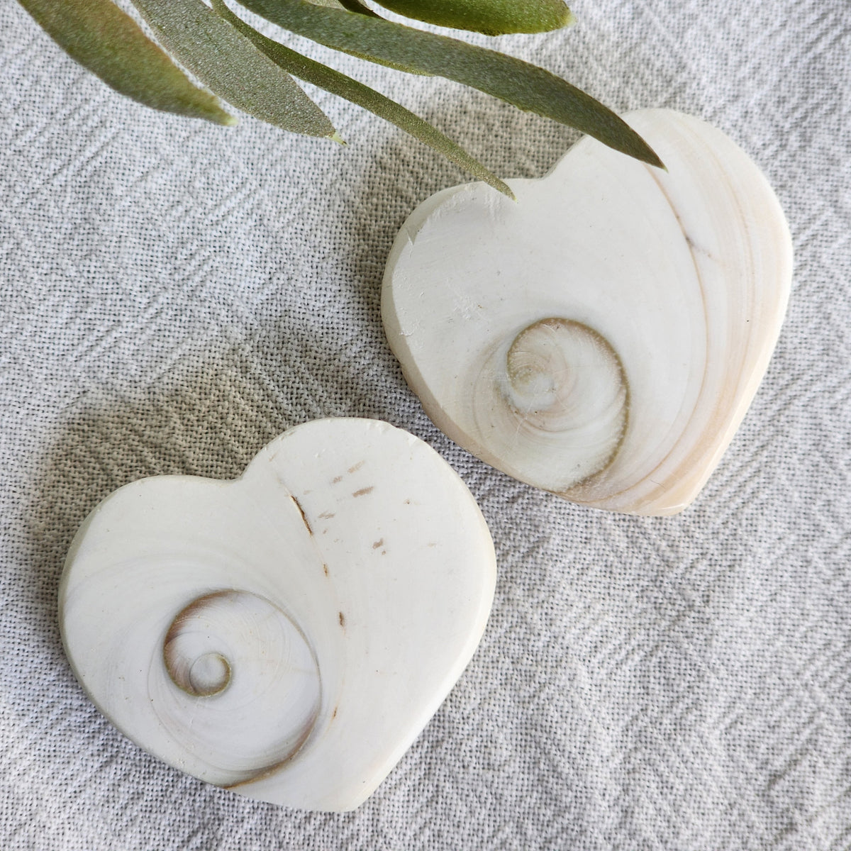 Shiva Shellstone Shiva Shell | Heart – Stonewild