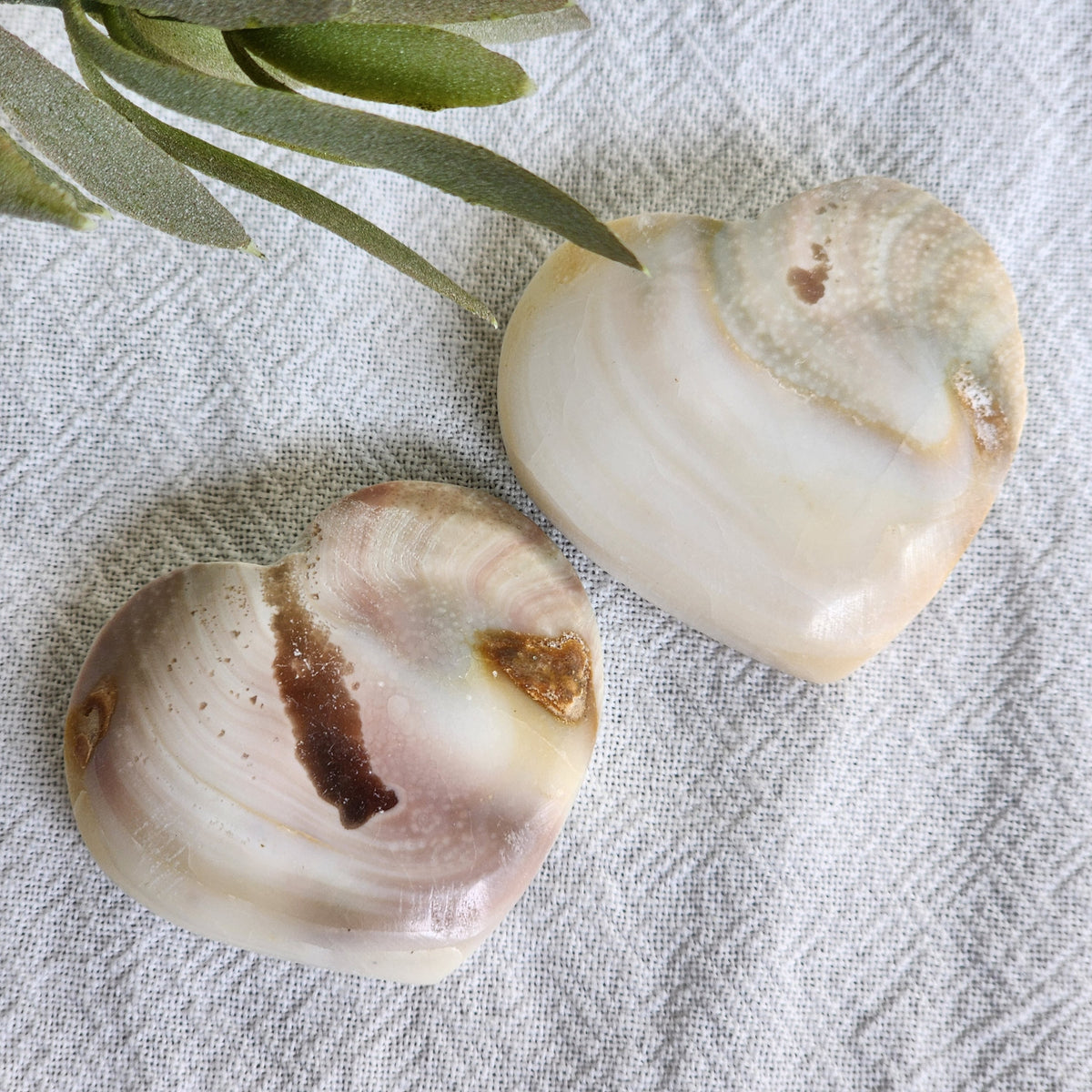 Shiva Shellstone Shiva Shell | Heart – Stonewild