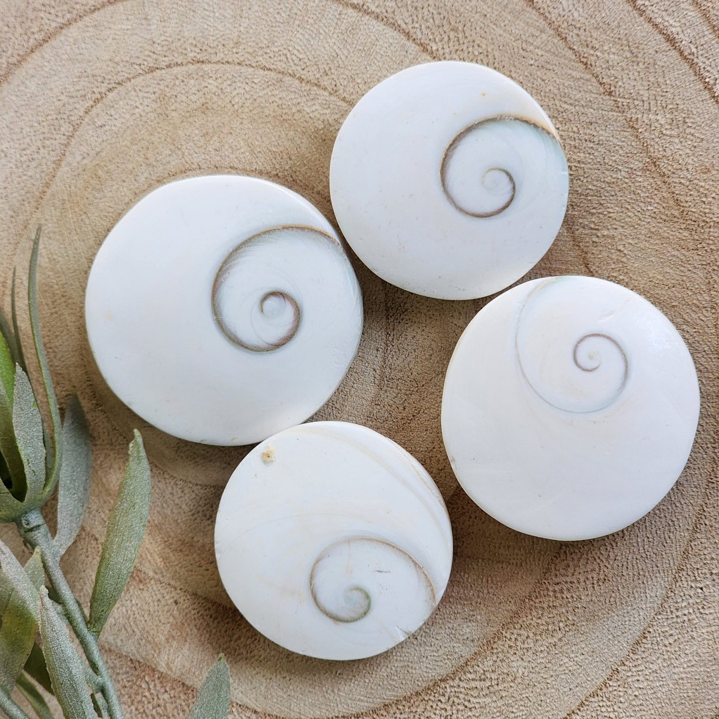 Shiva Shell | Round - Large