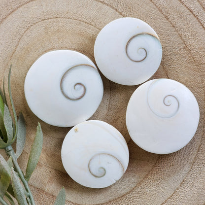 Shiva Shell | Round - Large