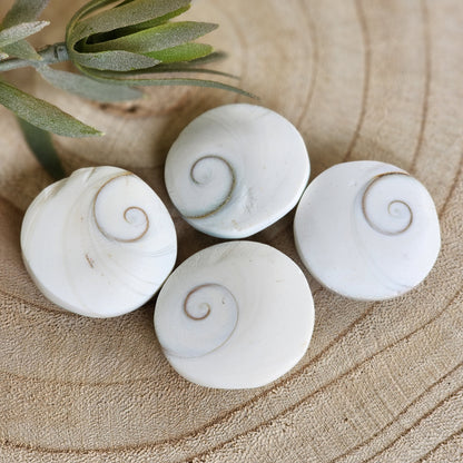 Shiva Shell | Round - Small