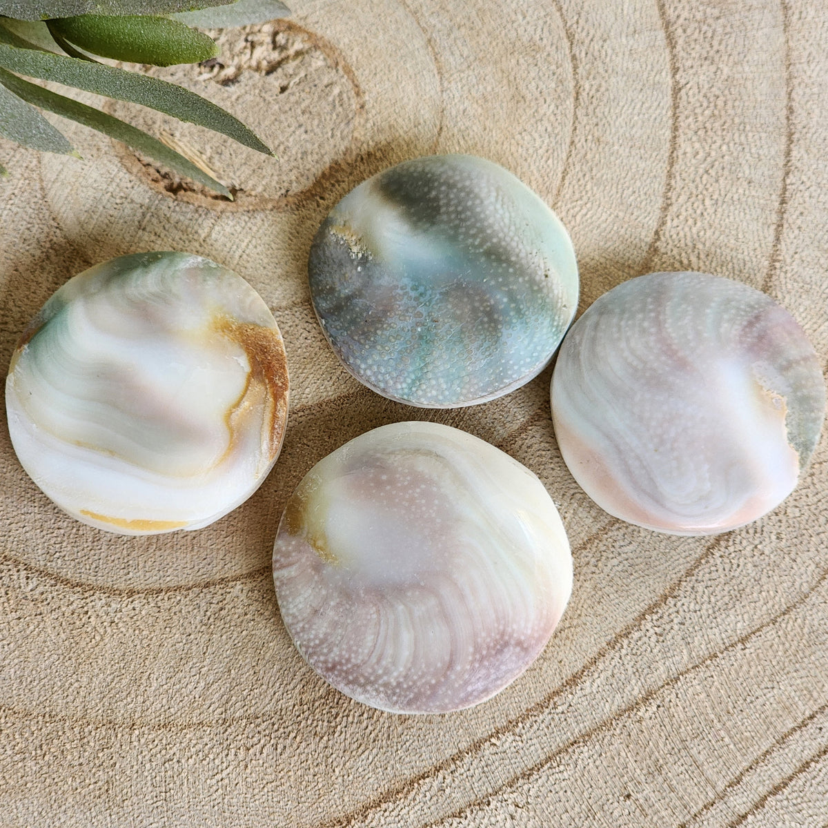 Shiva Shellstone Shiva Shell | Round - Small – Stonewild