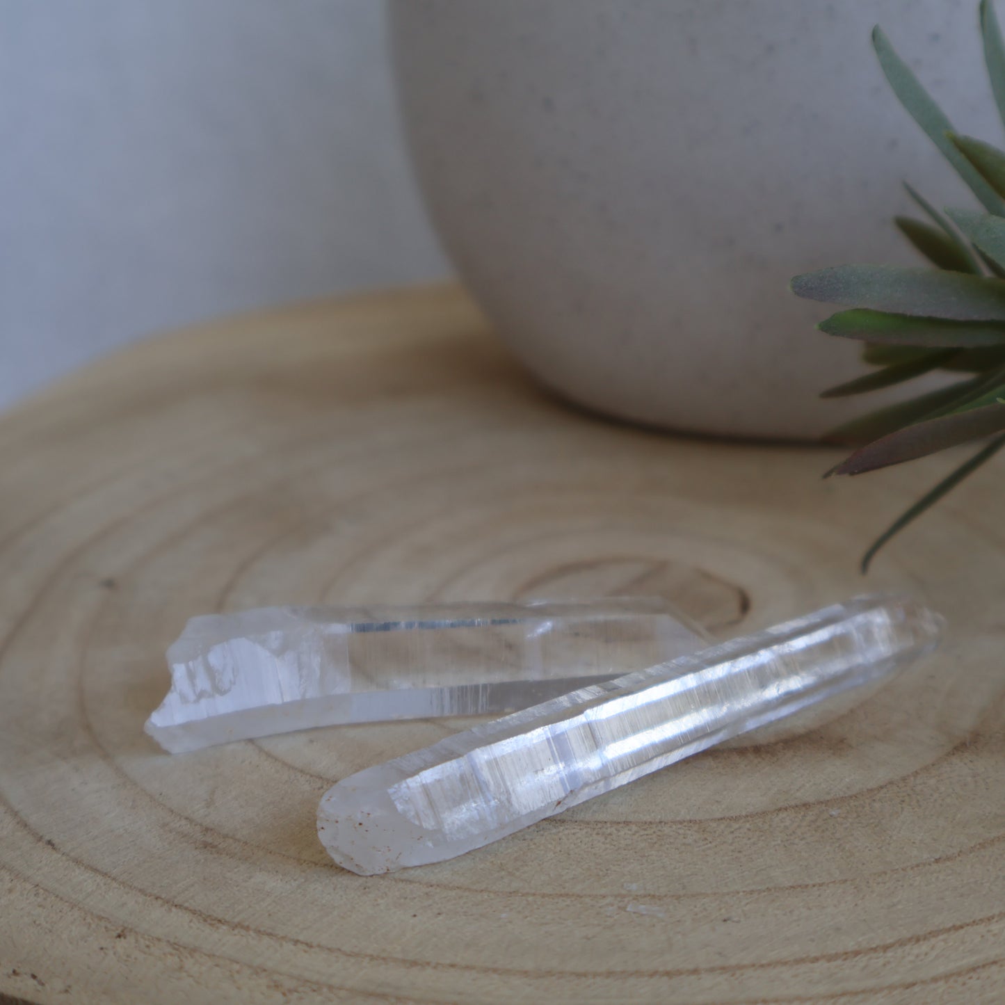 Lemurian Seeds | Raw Point